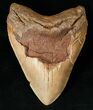 MASSIVE Megalodon Tooth - Visible Serrations #15998-1
